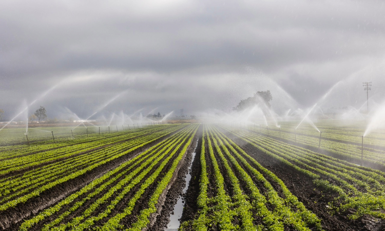 Irrigation Strategies for the Desert: Sustainable Landscaping in Phoenix